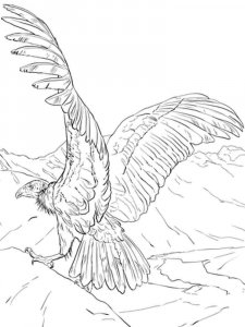 Condors coloring page - picture 3