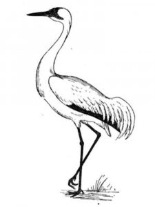 Crane bird coloring page - picture 1