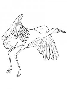 Crane bird coloring page - picture 11