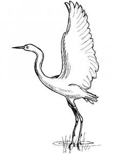 Crane bird coloring page - picture 13