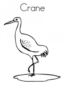 Crane bird coloring page - picture 3