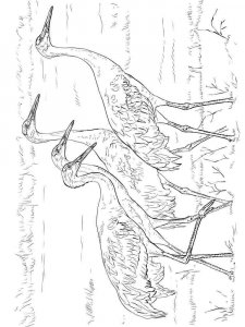 Crane bird coloring page - picture 6
