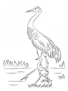 Crane bird coloring page - picture 9
