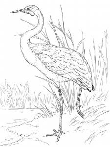 Crane bird coloring page - picture 19