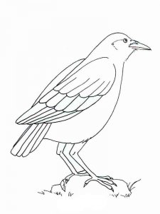 Crow coloring page - picture 19