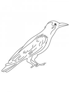 Crow coloring page - picture 28