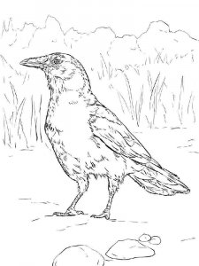 Crow coloring page - picture 29