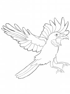 Crow coloring page - picture 17