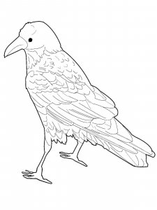 Crow coloring page - picture 6