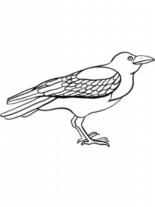 Crow coloring page - picture 8