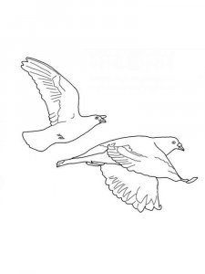 Dove coloring page - picture 35
