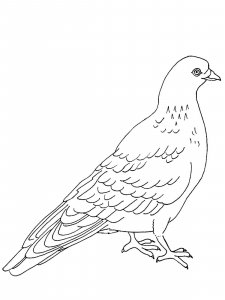 Dove coloring page - picture 13