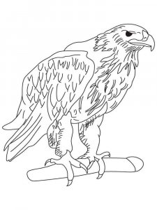 Eagle coloring page - picture 10
