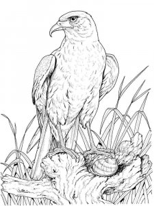 Eagle coloring page - picture 14