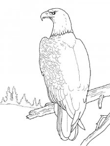 Eagle coloring page - picture 19