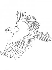 Eagle coloring page - picture 21