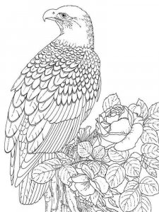 Eagle coloring page - picture 5