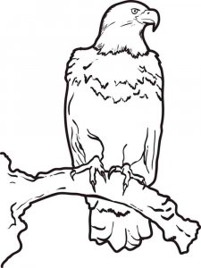 Eagle coloring page - picture 7