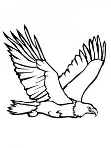 Eagle coloring page - picture 9