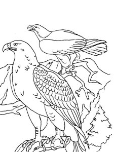 Eagle coloring page - picture 38