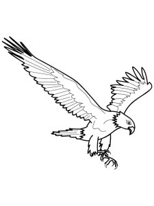 Eagle coloring page - picture 39