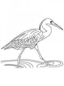 Egret coloring page - picture 10