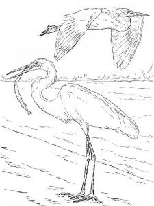 Egret coloring page - picture 11