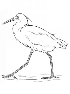 Egret coloring page - picture 12