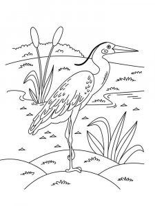 Egret coloring page - picture 4
