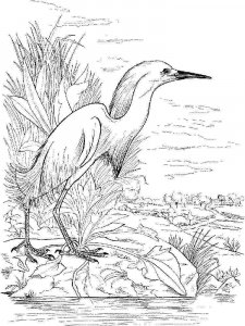 Egret coloring page - picture 7