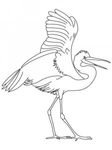 Egret coloring page - picture 8