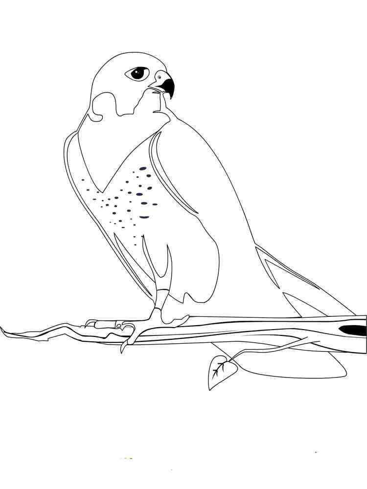 falcon printable coloring pages - photo #26
