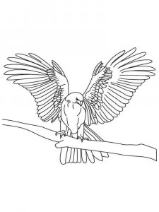 Falcon coloring page - picture 1