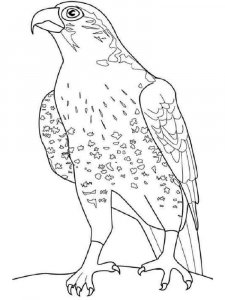 Falcon coloring page - picture 13