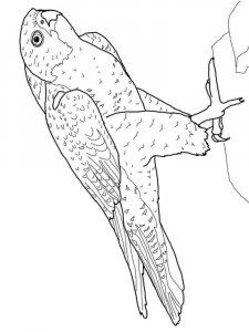 Falcon coloring page - picture 6
