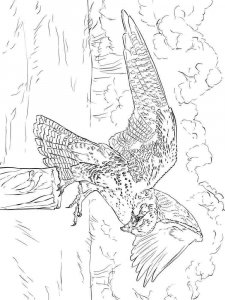 Falcon coloring page - picture 7