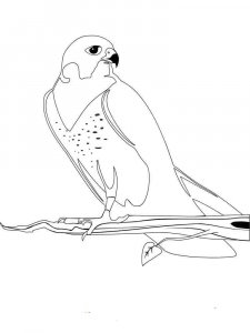 Falcon coloring page - picture 9