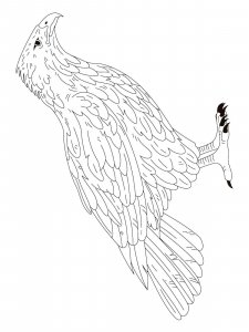 Falcon coloring page - picture 17