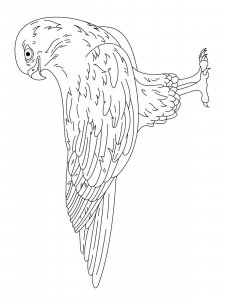 Falcon coloring page - picture 18