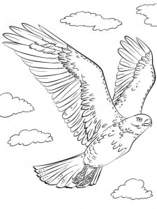 Falcon coloring page - picture 19