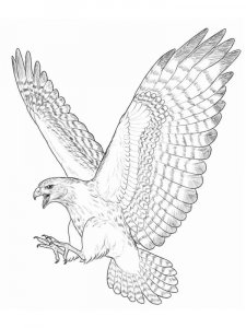Falcon coloring page - picture 20