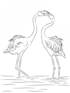 Flamingo coloring page - picture 13