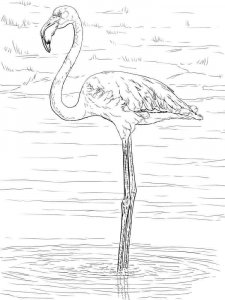 Flamingo coloring page - picture 15