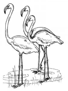 Flamingo coloring page - picture 17