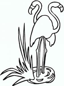Flamingo coloring page - picture 19