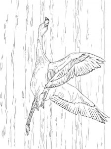 Flamingo coloring page - picture 5