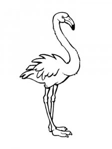 Flamingo coloring page - picture 6