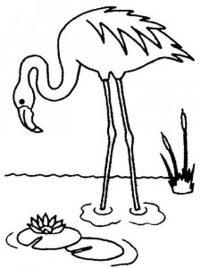 Flamingo coloring page - picture 7