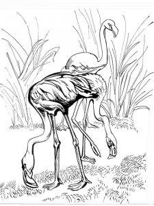 Flamingo coloring page - picture 8