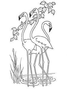 Flamingo coloring page - picture 34